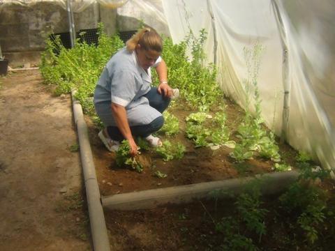 EBSCC Horta Bio (estufa) - recolha alfaces para uso cantina da escola